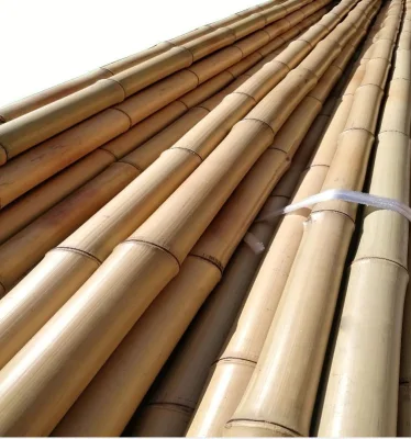Cana de Bambu Moso para Decoração e Construção